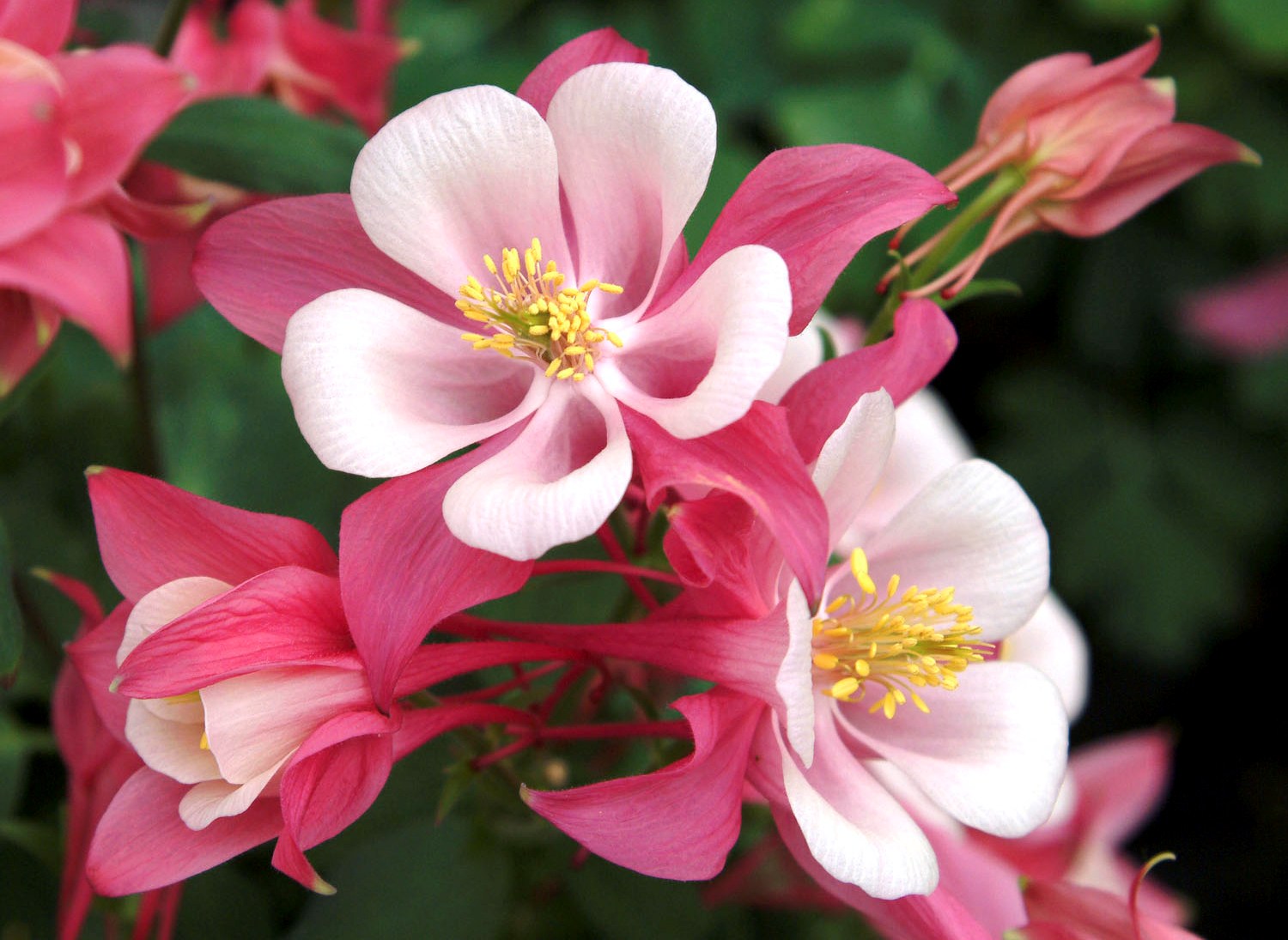 Aquilegia (Harangláb)